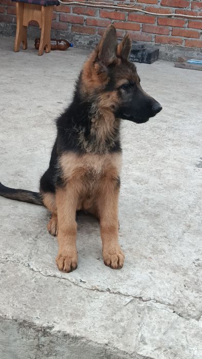 Німецька вівчарка