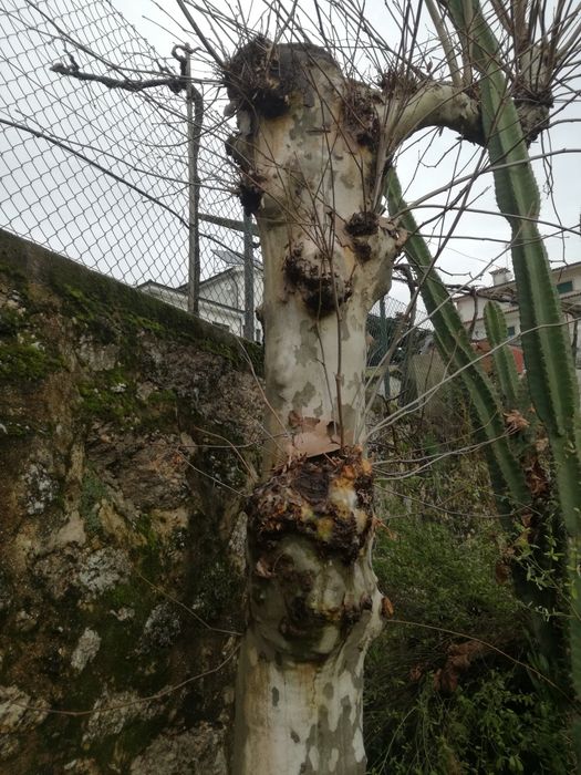 Nogueira,e plátano lindo.para madeira..
