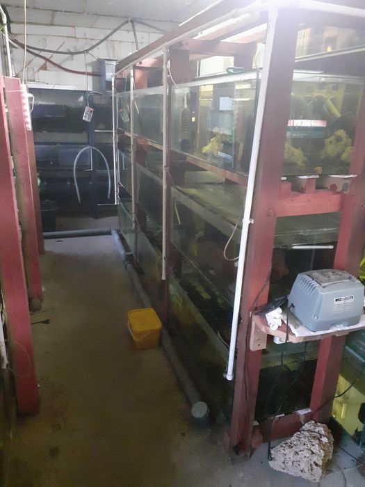 Sprzedam używany regał z  akwariami