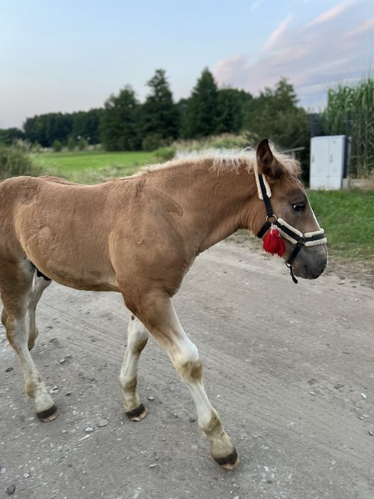 Ogierek w typie Sztumskim