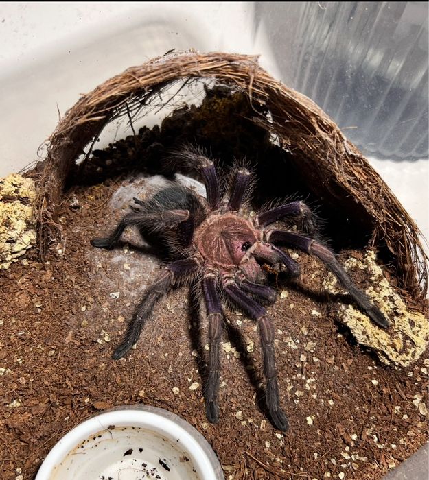 pająk ptasznik Phornictopus sp dominican purple