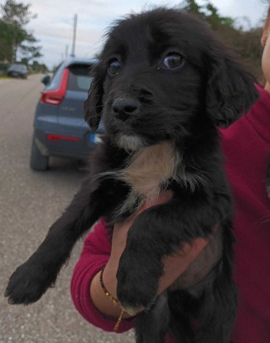 FERGUS (Macho, Porte Médio) - Para Adoção