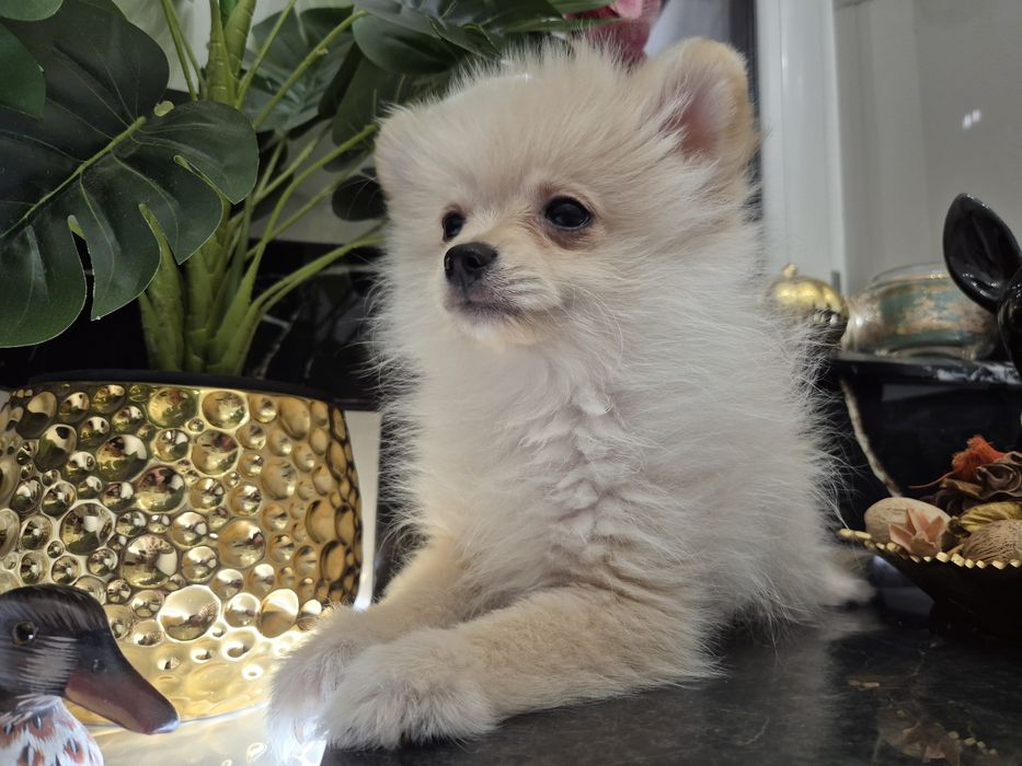 Szpic miniaturowy piesek 14