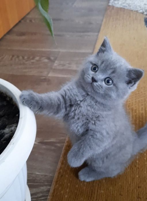 Вязка британский кот прямоухий