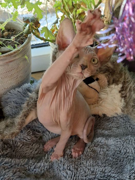 Sfinks Kanadyjski rodowód FPL