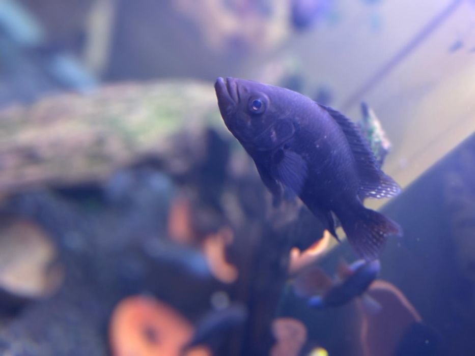 Vendo ou troco ciclideo Jaguar