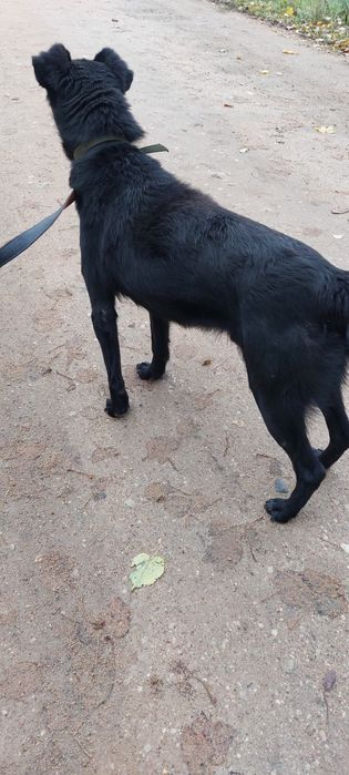 Kodi pies do adopcji