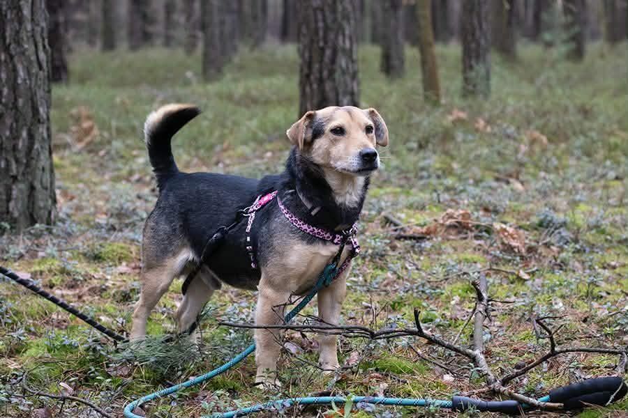 Wesoły piesek szuka swojego człowieka