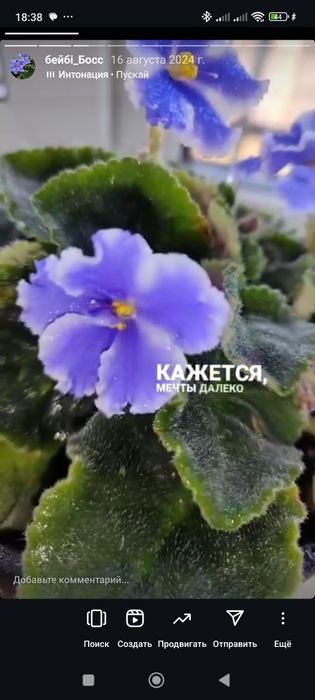 Фиалкі цвітуть з весни, є ще  маленькі, та алое