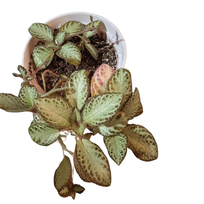 Вкоріна епісція. Кімнатні рослини