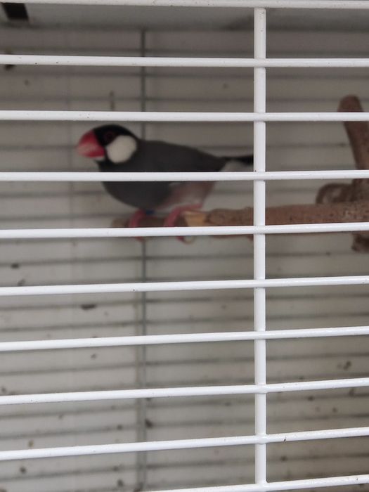 Vendo canários java