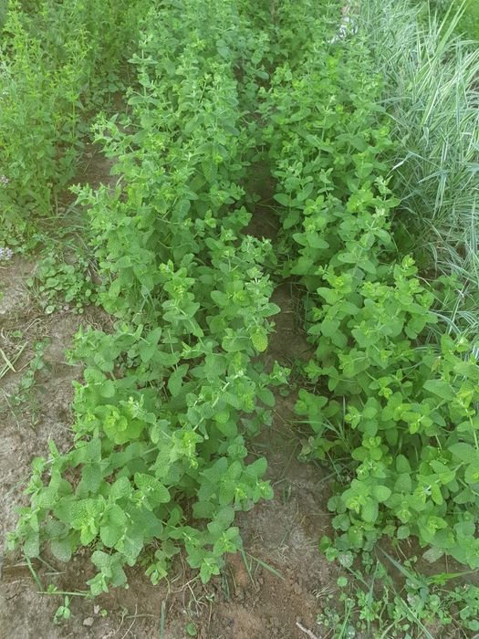 Mięta ogrodowa 3 duże  sadzonki