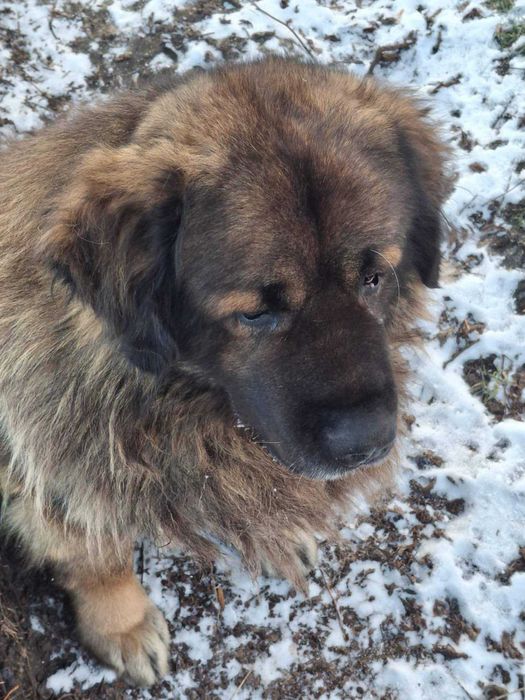 Skadi poleca się do adopcji