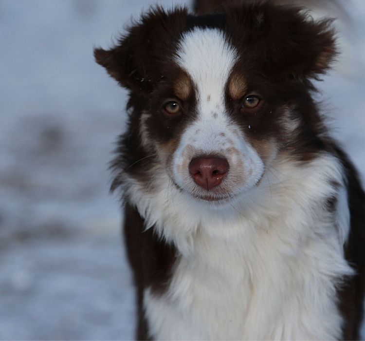 Owczarek Amerykański Miniaturowy MAS suczka