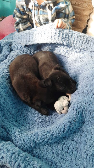 Маленький друг у добрі руки