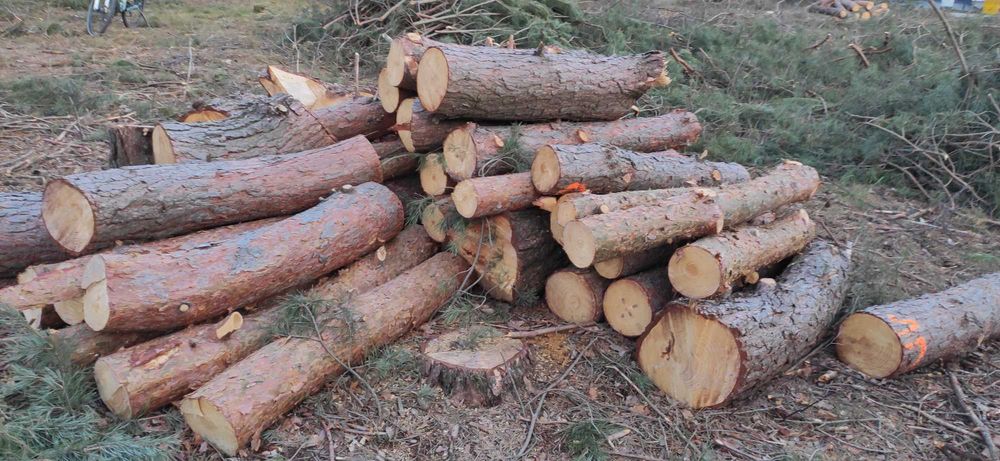 Drewno na opał sosnowe