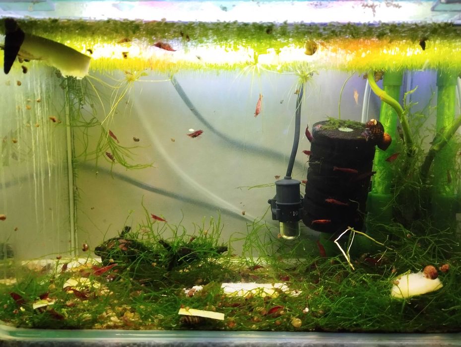 Camarões Red Cherry