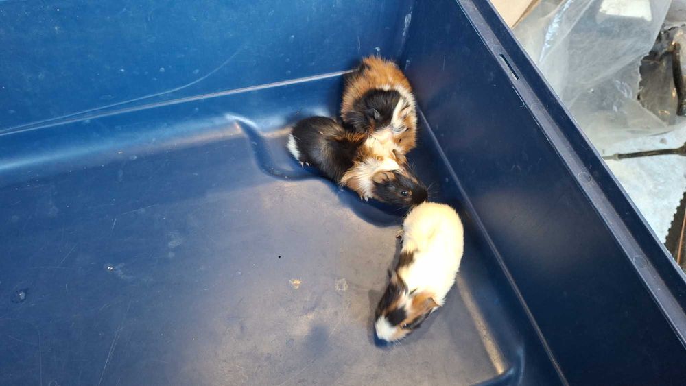 Продаж Морської Свинки