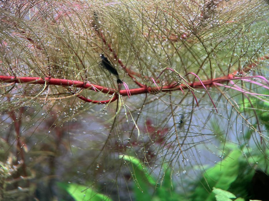 Camarões Neocaridina black (+ azul escuro)