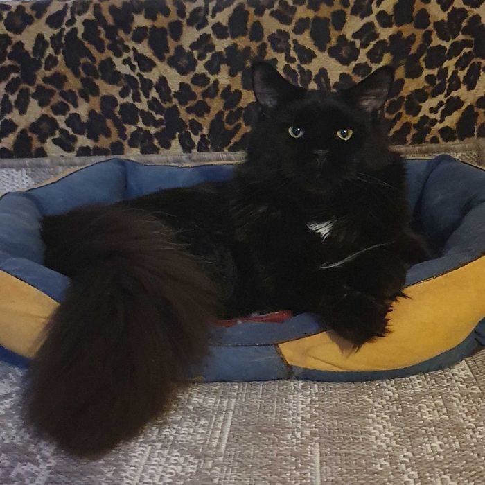 Питомник SEA BREEZE  преставляет молодого мальчика Зефир !