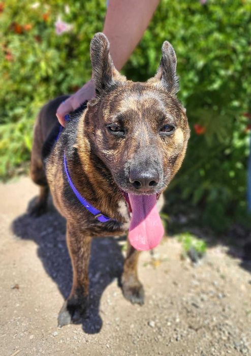 Doce - cadela média para adoção