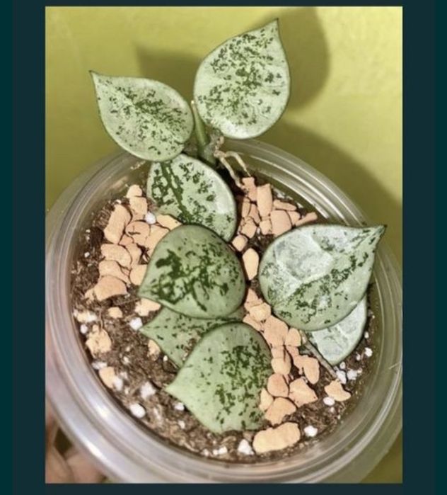 Набір вкорінених Хойя