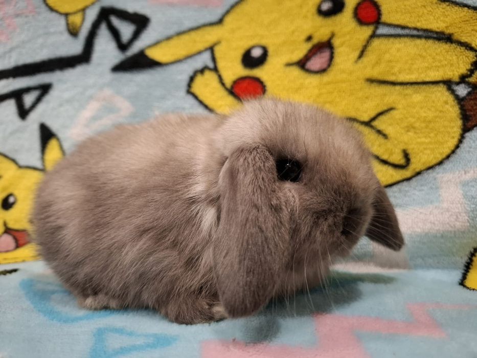 Króliczek mini lop karzełek baranek teddy  miniaturka rex lewki