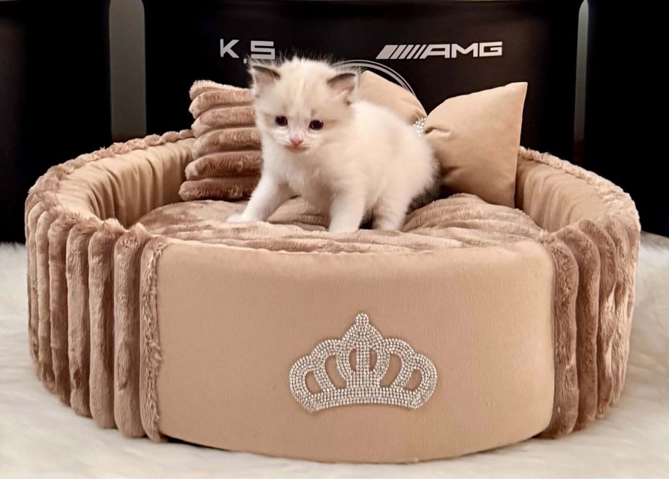 Ragdoll  kocurek