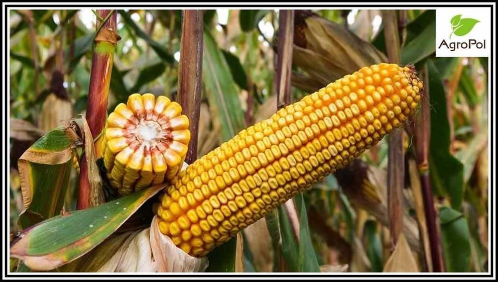Kukurydza Na Kiszonkę Kukurydza Kiszonkowa kiszonka nasiona kukurydzy