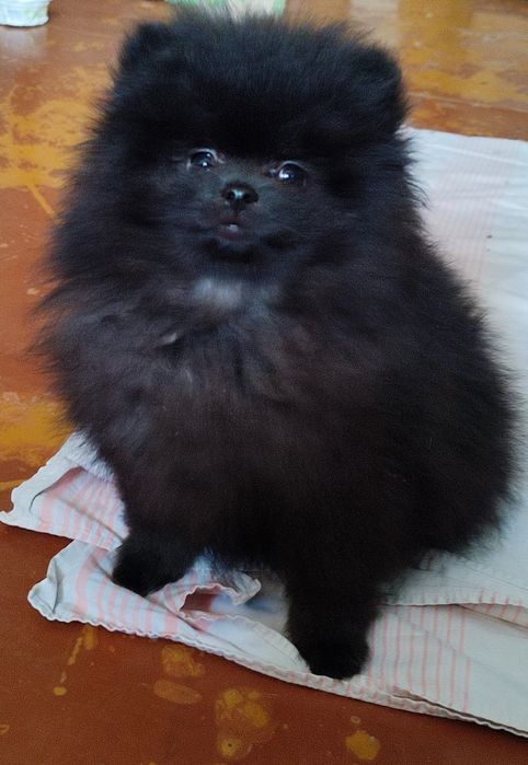 Продаю цуценя Шпіца (хлопчик)