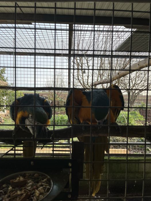 Casal de Araras Adultas  posso trocar por Cacatuas pago a diferença dependendo da especie.