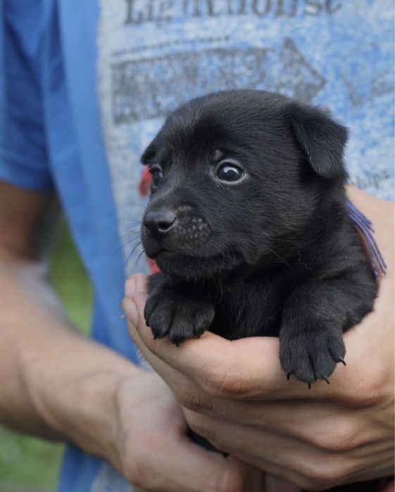 Щеночки в хорошие руки