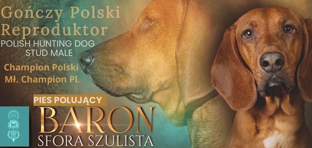 Gończy Polski Rudy Reproduktor FCI/Krycie