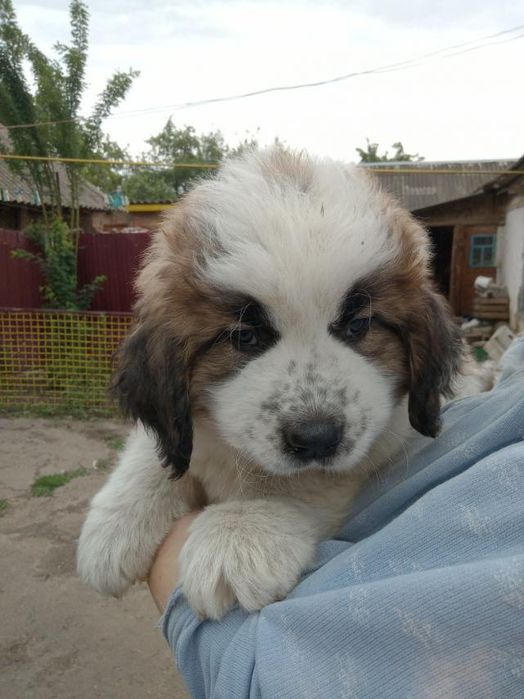 Продам щенков Московской