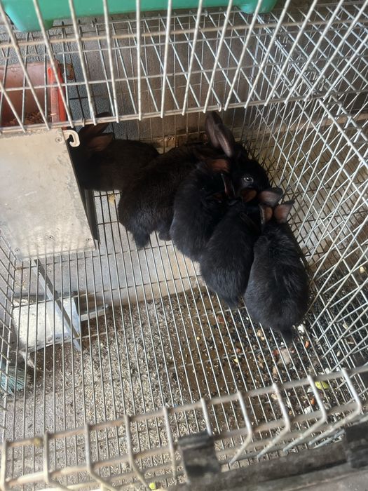 Coelhos    Novos