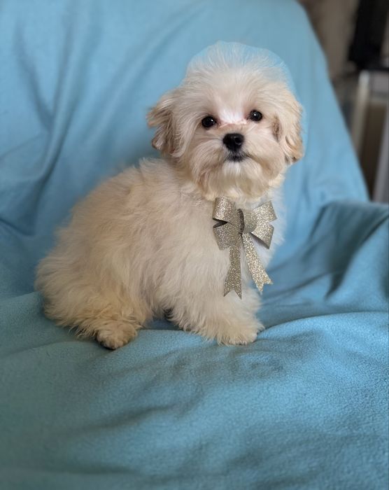 Шикарний хлопчик Мальтіпу.