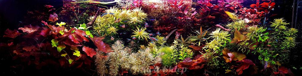 Cryptocoryne Nevillii