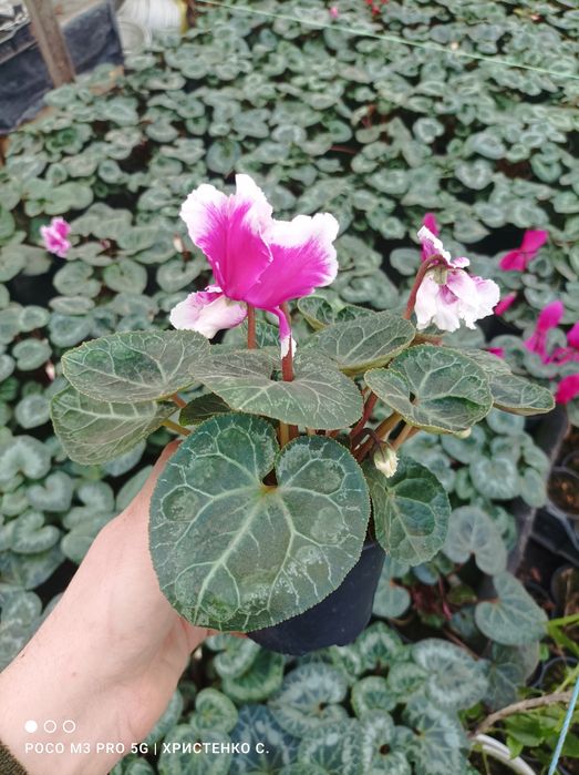 Цикламени кімнатні