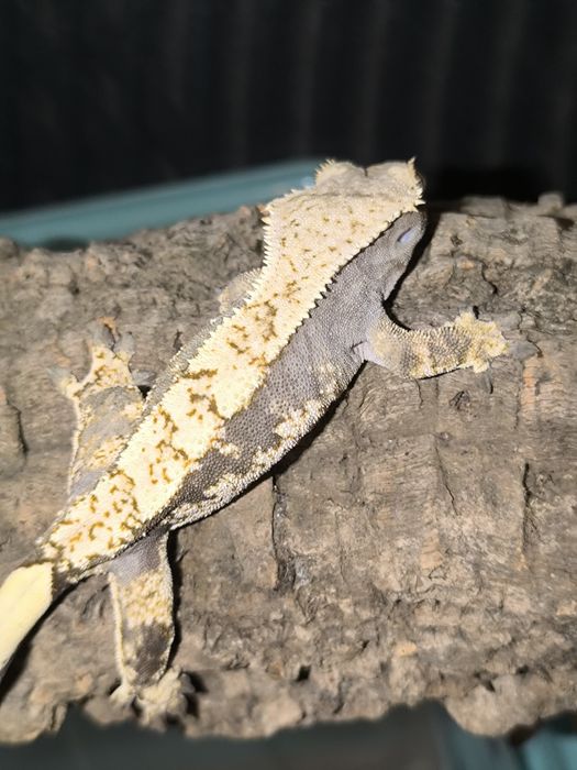 Gekon orzęsiony extreme harlequin samica