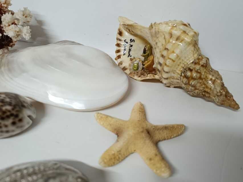 Lote Conchas e Corais