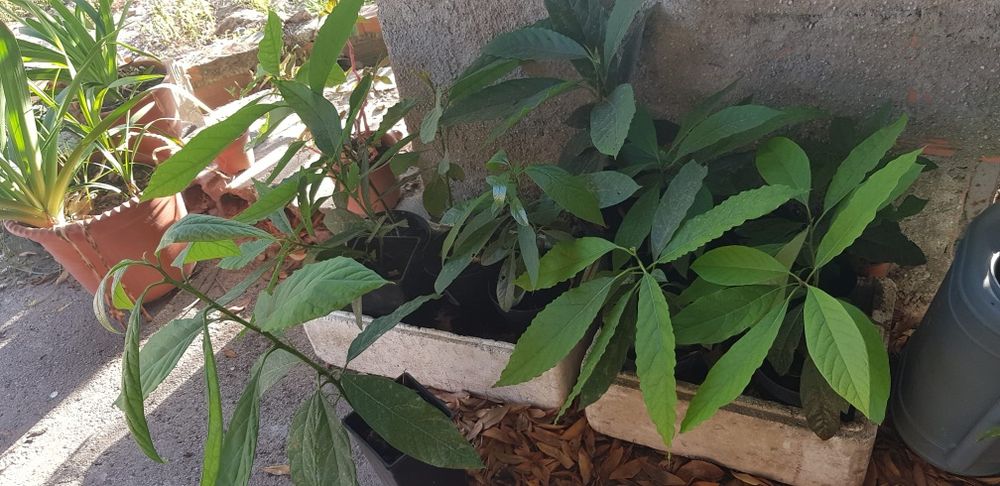 ABACATATEIROS para venda