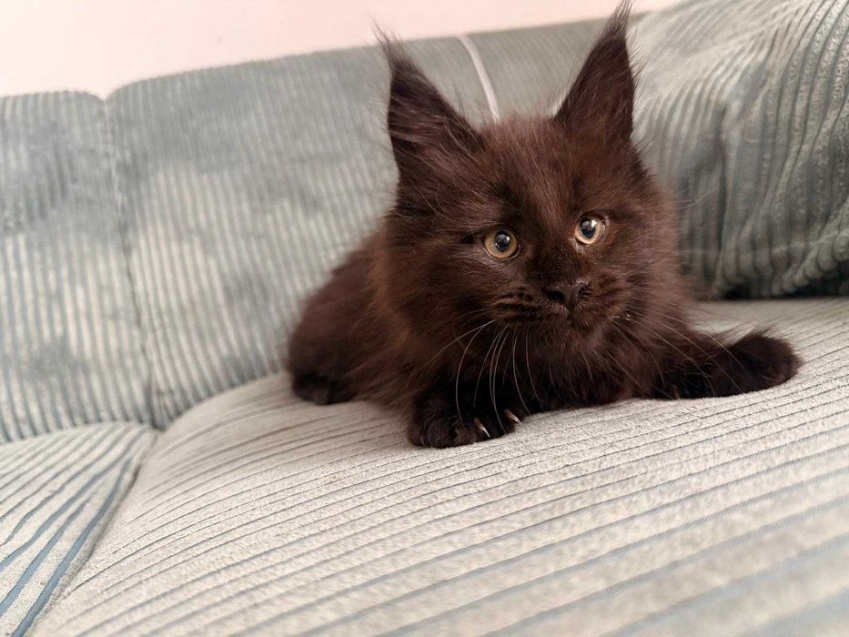 Kocurek Miane Coon czarny n kocur