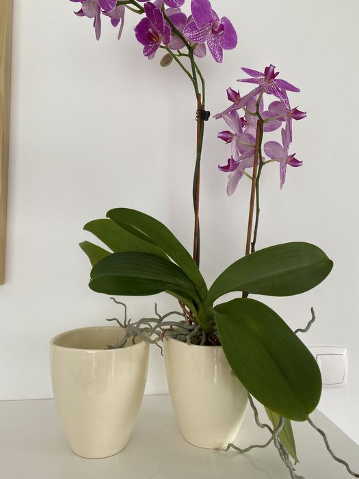 2 oslonki  ceramiczne dla storczyków