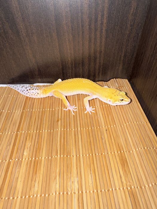 Młode gekony lamparcie