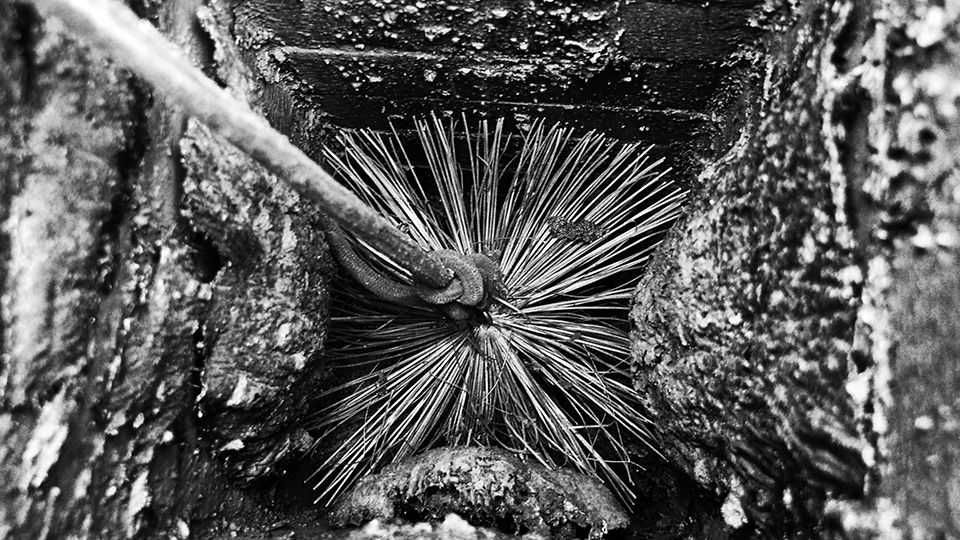 Чистка димоходу Сажотрус Коминяр Трубочист