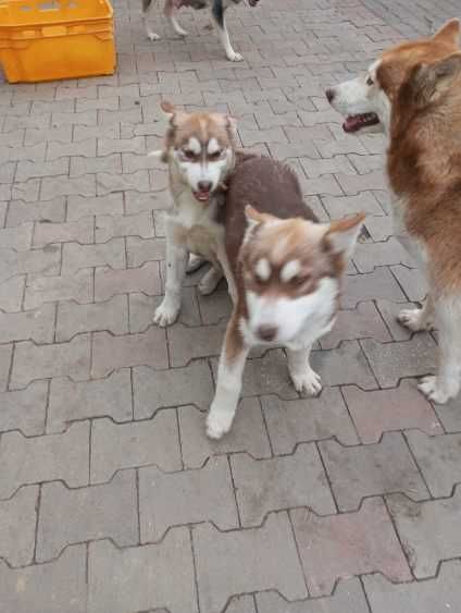 Szczeniak Rasy Syberian Husky z rodowodem.