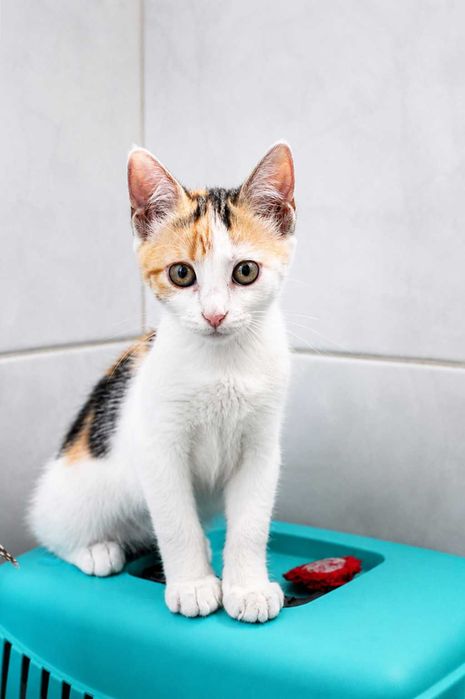 FÊMEA | Gatinha curiosa e brincalhona para Adoção Responsável