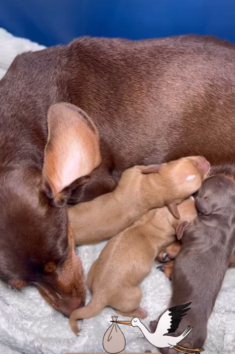 Новонароджені таксята.