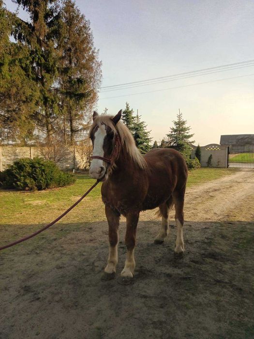 Sprzedam klacz zimnokrwista