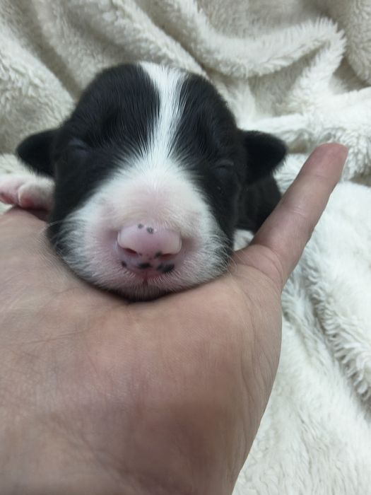 Border Collie szczeniaki